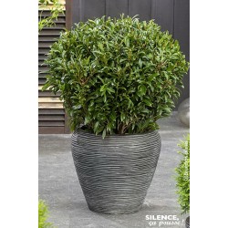 PRUNUS laurocerasus 'Sofia'...