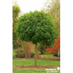 LIQUIDAMBAR styraciflua...