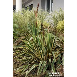 YUCCA filamentosa 'Bright...