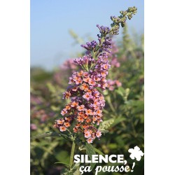 BUDDLEJA weyeriana 'Flower...