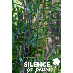 FARGESIA nitida 'Black...