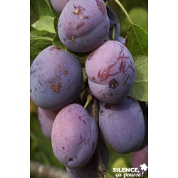 PRUNIER 'Quetsche d'Alsace'...
