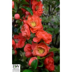 CHAENOMELES 'Mango Storm'...