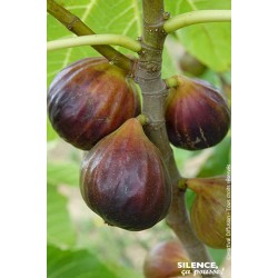 FIGUIER Rouge de Juillet®...
