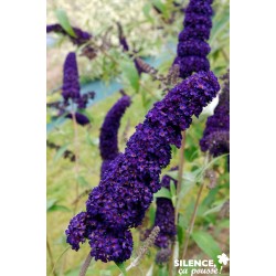 BUDDLEJA davidii 'Black...