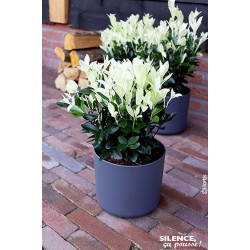 EUONYMUS japonicus...