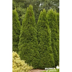 THUJA occidentalis...