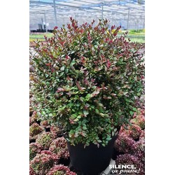 LONICERA nitida Garden...
