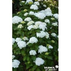 HYDRANGEA macrophylla...