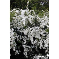 SPIRAEA vanhouttei FF 30/40...