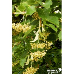 TILIA henryana FF BALIV...