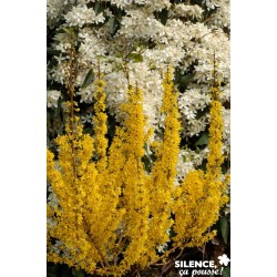 FORSYTHIA intermedia...