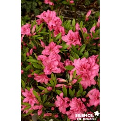 AZALEA japonica 'Rosa King'...