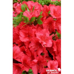AZALEA japonica 'Vuyk's...