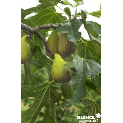 FIGUIER 'Dalmatie' FF...