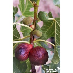 FIGUIER 'Violette Dauphine'...