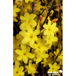 JASMINUM nudiflorum FF TIPI...