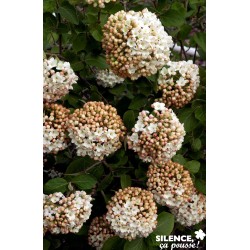 VIBURNUM carlcephalum 60/80...
