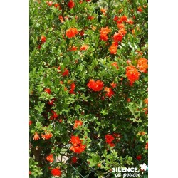 PUNICA granatum...
