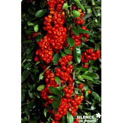 PYRACANTHA Saphyr Rouge®...