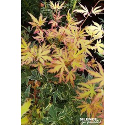 ACER palmatum...
