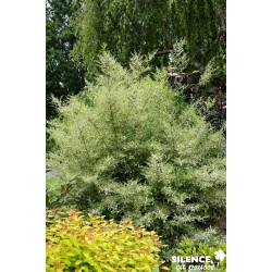 LIGUSTRUM ibota 'Musli'...