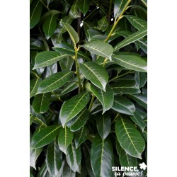 PRUNUS laurocerasus...