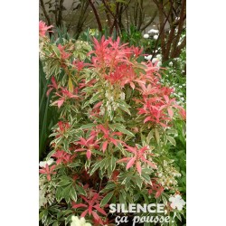 PIERIS japonica 'Flaming...