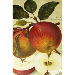 POMMIER 'Grand Alexandre'...