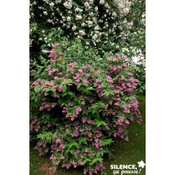 DEUTZIA 'Tourbillon Rouge'...