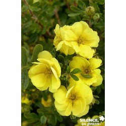 POTENTILLA fruticosa Double...