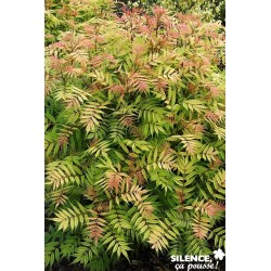SORBARIA sorbifolia 'Sem'...