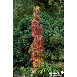 LIQUIDAMBAR styraciflua...