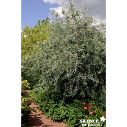 PYRUS salicifolia 'Pendula'...