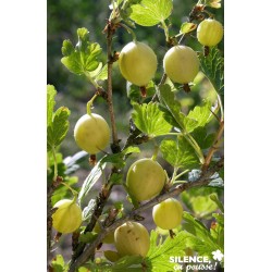 GROSEILLIER a maquereau...