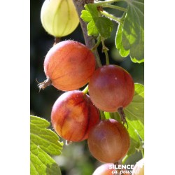 GROSEILLIER a maquereau...