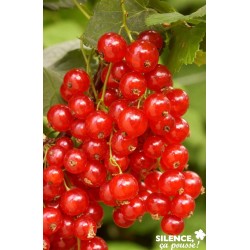 GROSEILLIER a grappes...