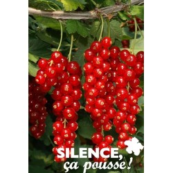 GROSEILLIER a grappes...