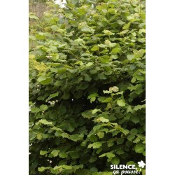 NOISETIER 'Merveille de...