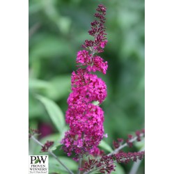 BUDDLEJA 'Miss Ruby' COV...
