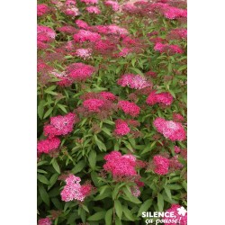 SPIRAEA japonica 'Anthony...