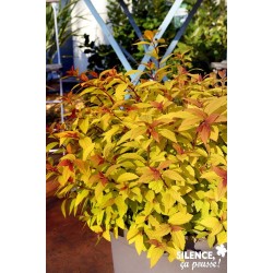 SPIRAEA japonica Little...