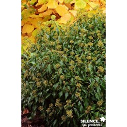HEDERA helix 'Arborescens...