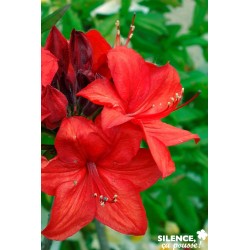 AZALEA mollis 'Parkfeuer'...
