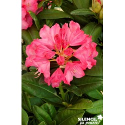 RHODODENDRON hybride...