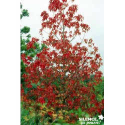 LIQUIDAMBAR styraciflua...