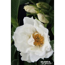 ROSIER rugosa Angelia®...