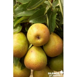 POIRIER 'Beurre Hardy' FF...