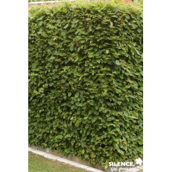 CARPINUS betulus FF 40/60 C2L