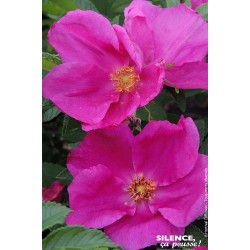 ROSIER rugosa Angelia®...